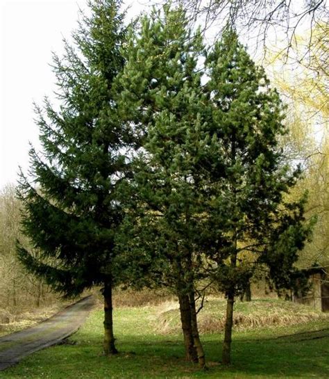 Bäume im Westerwald