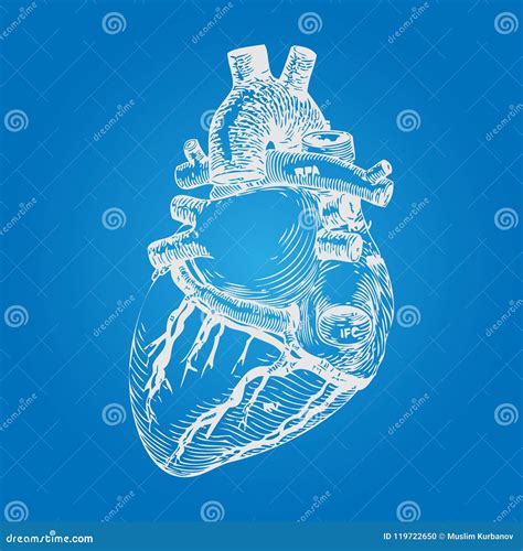 Realistic Human Heart Sketch. Hand Drawn Style. Vector Stock Vector - Illustration of etching ...