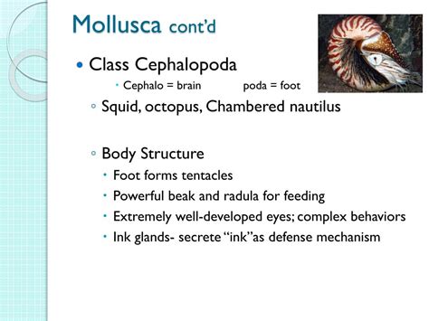 PPT - Invertebrates: Phylum Mollusca PowerPoint Presentation, free ...