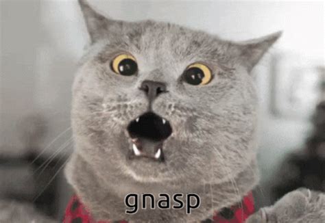 Cat Gasp GIF - Cat Gasp - Discover & Share GIFs