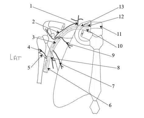 2 Artère axillaire Diagram Quizlet