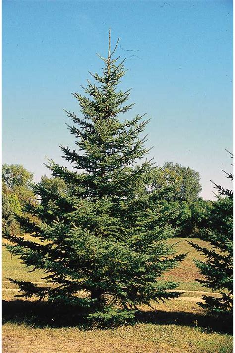 White Spruce Canada Spruce Picea Glauca