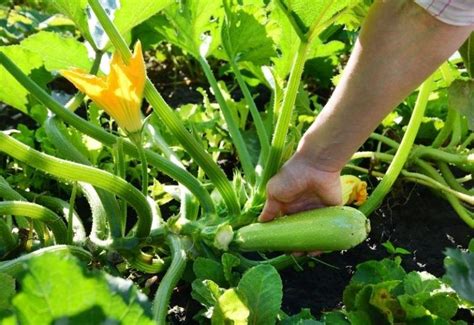 When To Pick Zucchini How To Harvest Them For A Perfect Crop