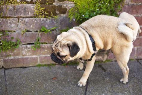 Cómo AHUYENTAR PERROS de una PERRA en CELO