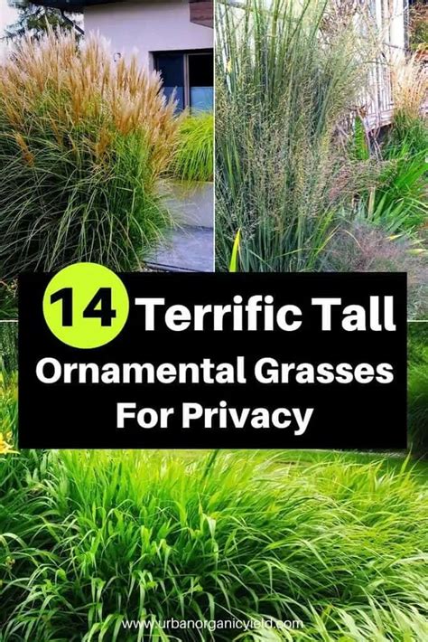 14 Terrific Tall Ornamental Grasses And Grass Like Plants For Privacy Urban Organic Yield