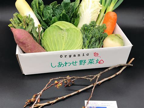 有機野菜 Mセット 有機jas認証 しあわせ野菜畑：静岡県産の野菜セット｜食べチョク｜産地直送産直お取り寄せ通販 農家・漁師から旬の食材を直送