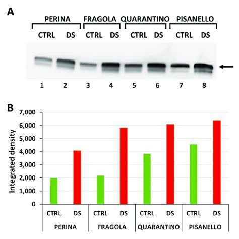 Content of HSP70 in leaves of the four tomato cultivars from both ... 