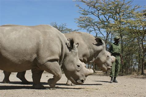 White Rhino