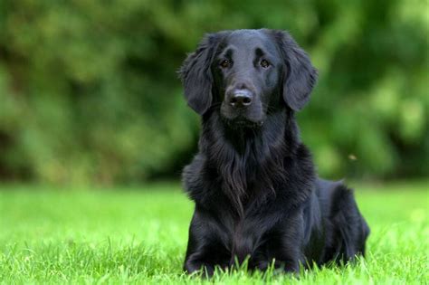 Golden Retriever Dark