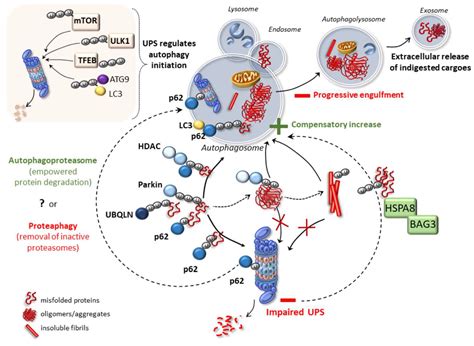 Ijms Free Full Text Promiscuous Roles Of Autophagy And Proteasome