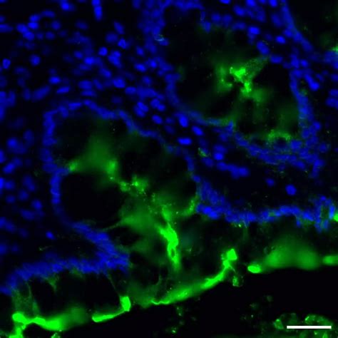 CD66e CEACAM5 Antibody Anti Human REAfinity Miltenyi Biotec USA