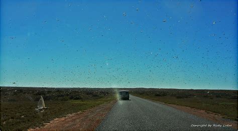 * A swarm of Locus * Foto & Bild | australia & oceania, australia ...