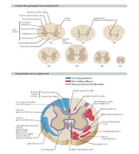 Spinal Cord Cross Sections Fiber Tracts Anatomy Posterior Median