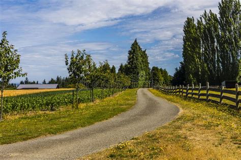 Lavender Fields Scenery at the Sequim Lavender Festival in Summer. Stock Image - Image of nature ...