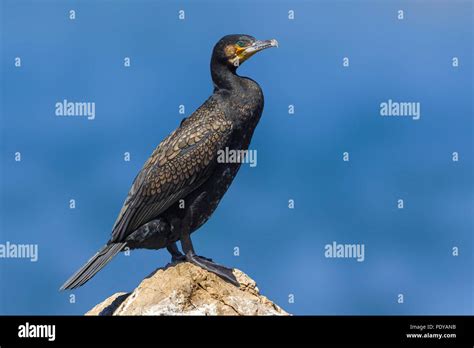 Great Cormorant Wildlife Hi Res Stock Photography And Images Alamy