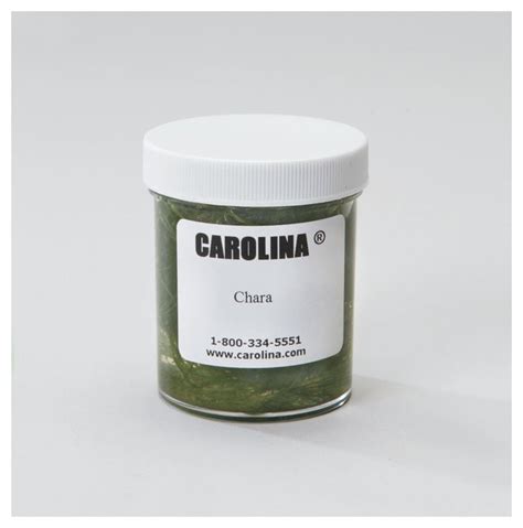 Carolina Freshwater Chara (Algae) Chara:Education Supplies, Quantity: Each | Fisher Scientific