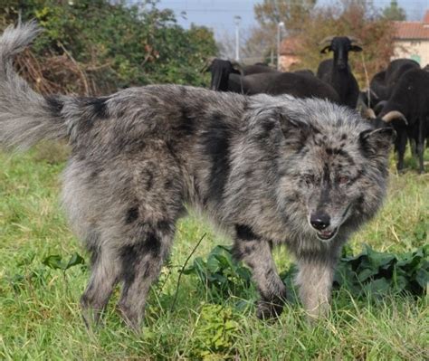 Cane Da Pastore Apuano Cinopedia Cane Da Pastore Cani Razze Di Cani