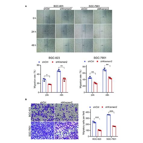 Kremen2 Knockdown Inhibited Migration Of Gc Cells A Kremen2