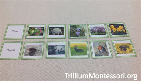 Montessori Monday Montessori Plant And Animal Sorting