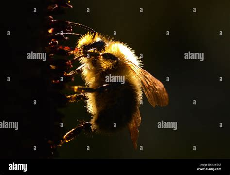 Queen Bee Worker Bees Beehive Hi Res Stock Photography And Images Alamy