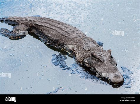 Cuban Crocodile Crocodylus Rhombifer Critically Endangered Reptile