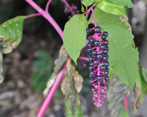 Pokeweed (Phytolacca americana) - Tualatin Soil and Water Conservation District