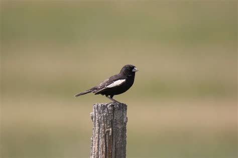 What Is Colorado S State Bird How Was It Decided Optics Mag