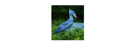 Shoebill Stork: Description, Habitat, Facts I ResearchTweet