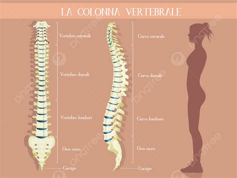 gambar background tulang vertebra vektor  file psd