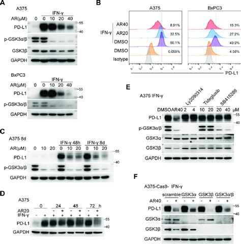 Ar A Suppresses Full Length Pd L Expression Induced By Ifn