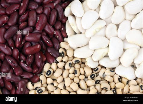 Dried Beans Red Kidney Beans Also Known As Red Giant Butter Beans And