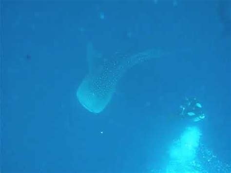 Whale Shark attacks diver : scuba