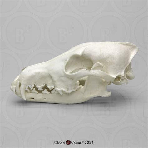 Wildlife Skull Identification Forensic Set Bone Clones Osteological