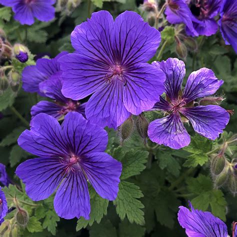 Beautiful Mauve Coloured Flowers Glynn Wormley Flickr