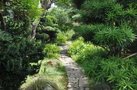 Descubre cómo despertar las plantas en tu jardín zen