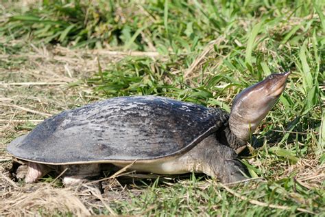 Softshell Turtle |Animal Kingdom