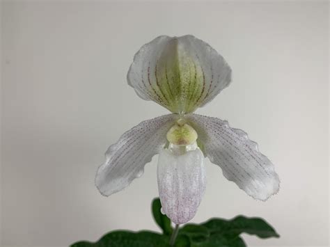 Paphiopedilum Pinocchio X Niveum Stiel Orchideen Wichmann De