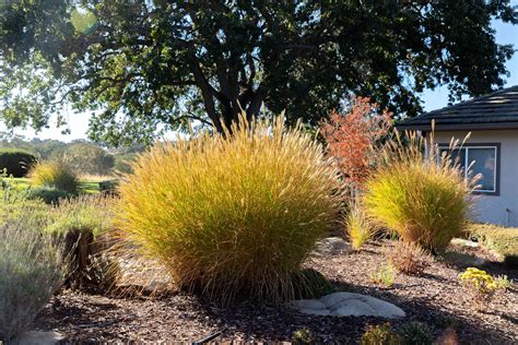 How And When To Cut Back Ornamental Grasses