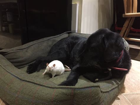 Unlikely Animal Friends: Black Dog and White Rat