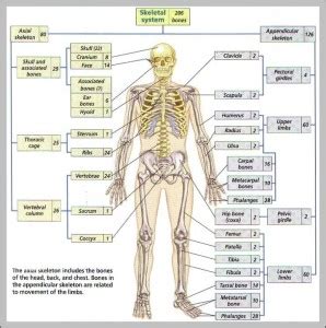 206 bones of the body diagram | Anatomy System - Human Body Anatomy ...