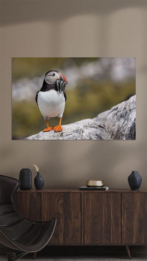 Vogels Papegaaiduiker Met Vis Van Servan Ott Op Canvas Behang En