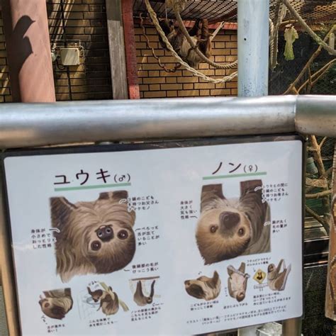 埼玉県こども動物自然公園【公式】🐨 On Twitter フタユビナマケモノがお好きで情報発信されている、美味しい風さん