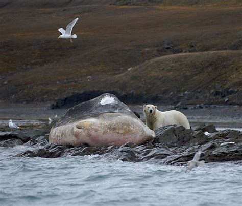 2500 Whale Many Bear Stock Photos Pictures And Royalty Free Images