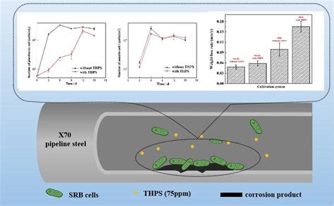 Study reveals how sulfate-reducing bacteria respond to biocides