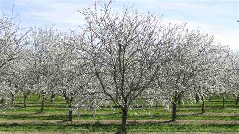 How to Grow and Care for Almond Trees