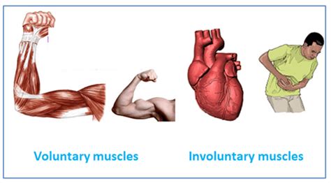 Voluntary Muscles Of The Body Diagram