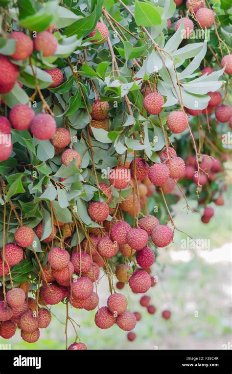 Fresh Lychee On Tree In Lychee Orchard Stock Photo Alamy