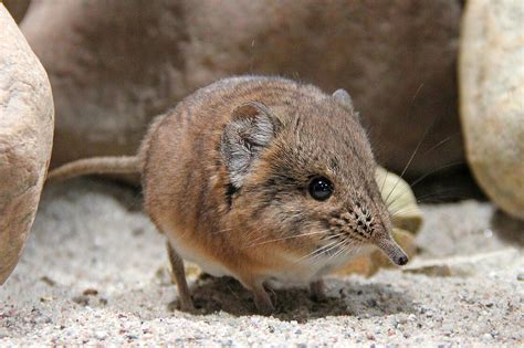 Short Eared Elephant Shrews Meet Them At Zoo Leipzig