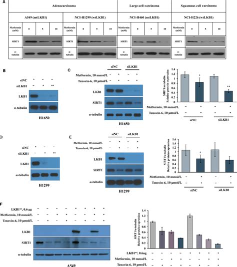 Effect Of Metformin And Tenovin6 On Sirtuin 1 SIRT1 Expression Is