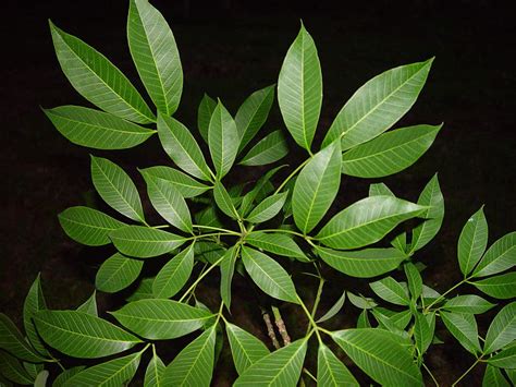 File:Rubber tree leaves.JPG - Wikipedia